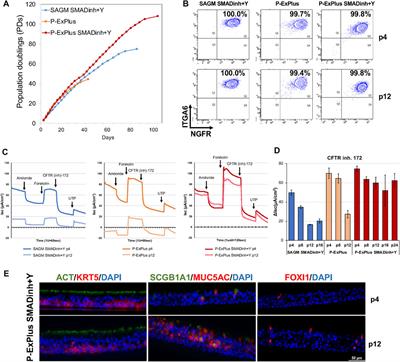 Targeted Gene Insertion for Functional CFTR Restoration in Airway Epithelium